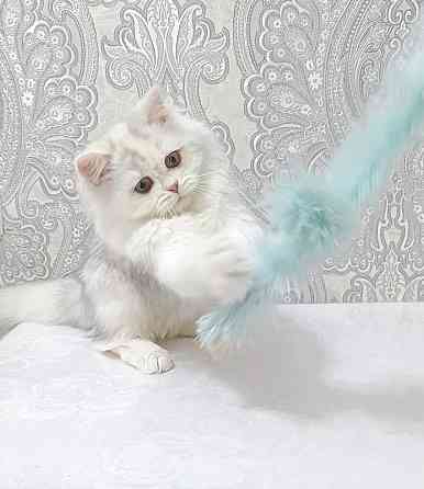 Кошечка Донецк