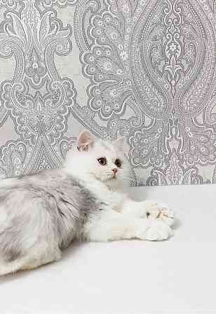 Кошечка Донецк