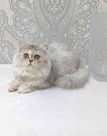 Кошечка Донецк