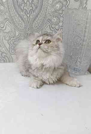 Кошечка Донецк