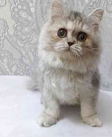 Кошечка Донецк