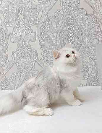 Кошечка Донецк