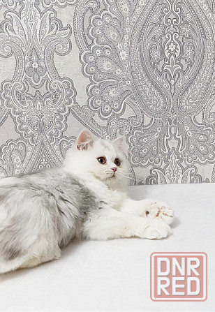 Кошечка Донецк - изображение 3