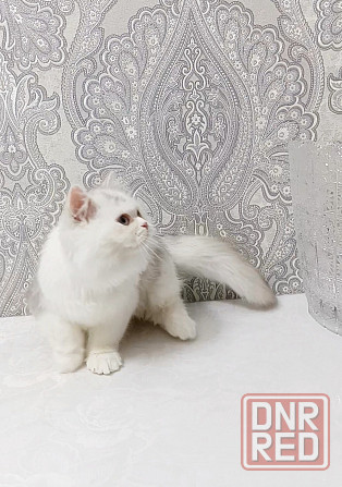 Кошечка Донецк - изображение 5