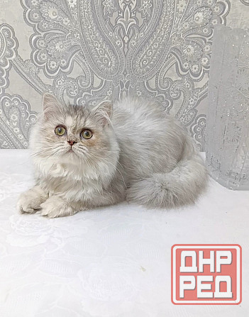 Кошечка Донецк - изображение 1