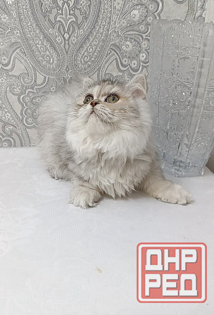 Кошечка Донецк - изображение 3