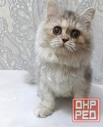 Кошечка Донецк - изображение 2