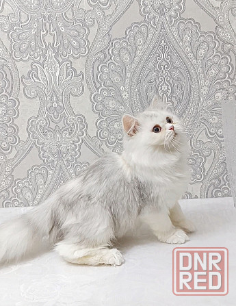 Кошечка Донецк - изображение 2