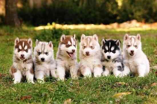 Щенки хаски Донецк