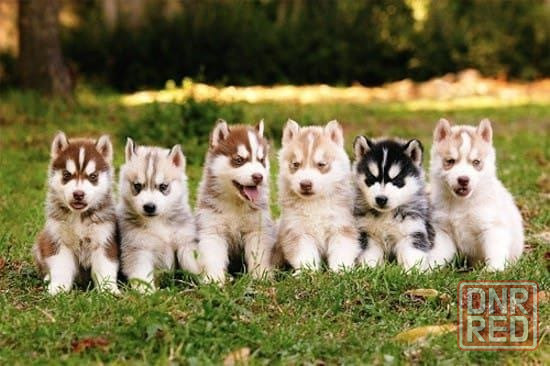 Щенки хаски Донецк - изображение 1