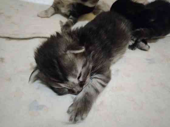 Котята мейн-кун Макеевка