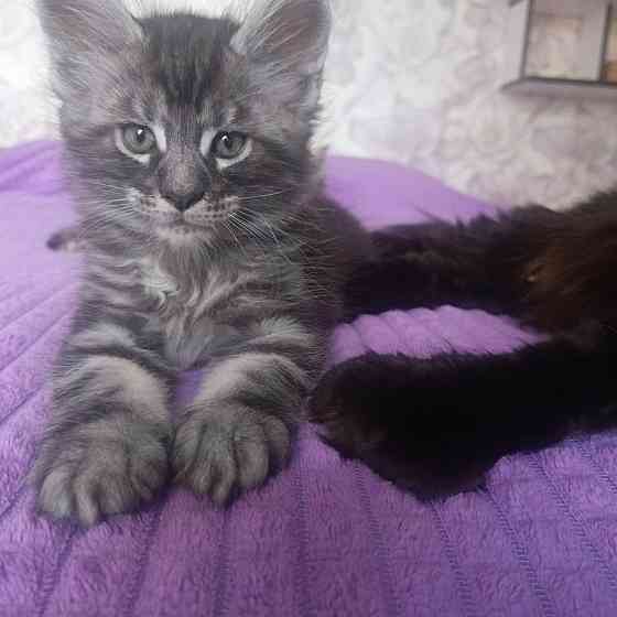 Котята мейн-кун Макеевка