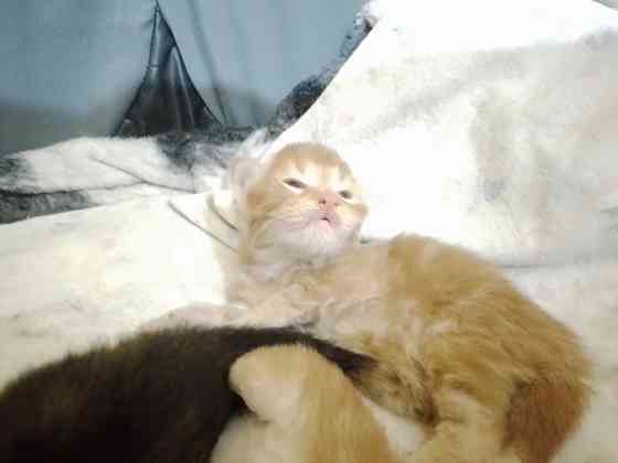 Котята мейн-кун Макеевка