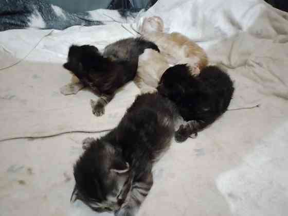 Котята мейн-кун Макеевка