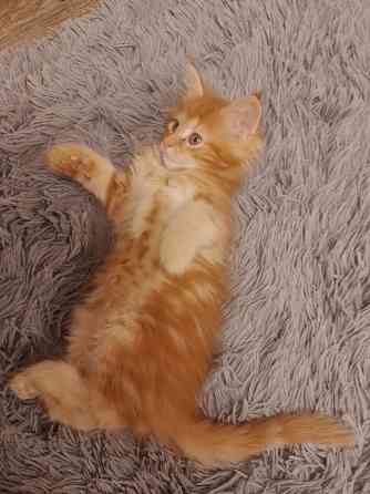 Котята мейн-кун Макеевка