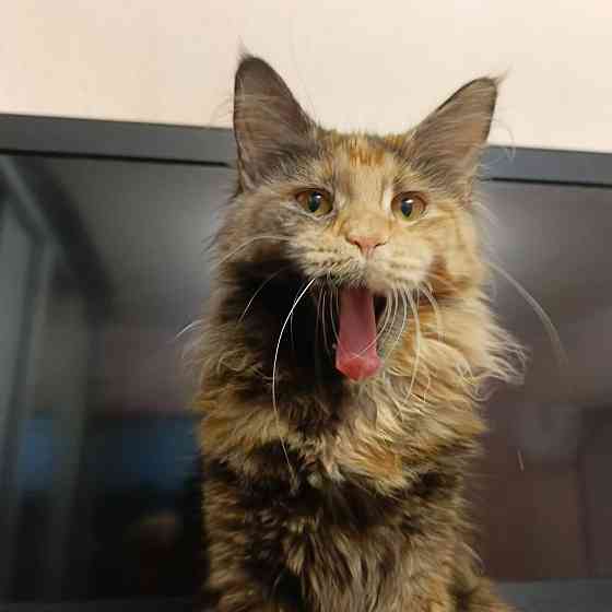 Котята мейн-кун Макеевка