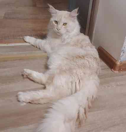 Котята мейн-кун Макеевка