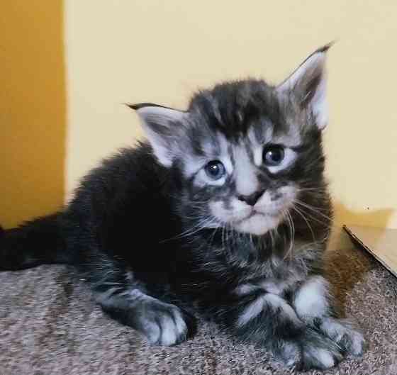 Котята мейн-кун Макеевка