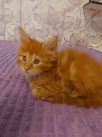 Котята мейн-кун Макеевка