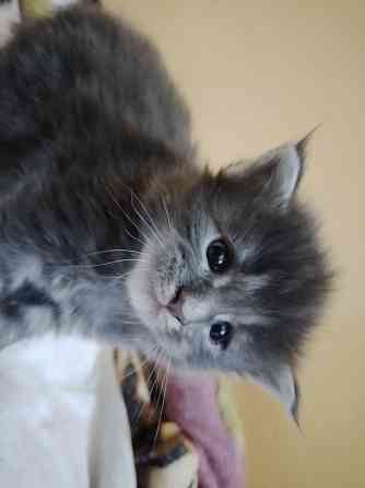 Котята мейн-кун Макеевка