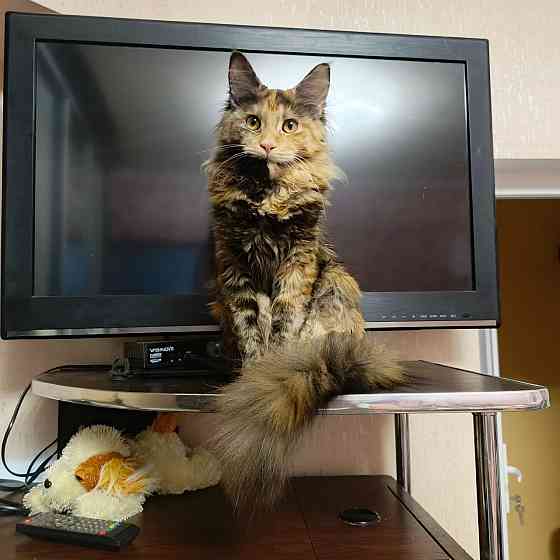 Котята мейн-кун Макеевка