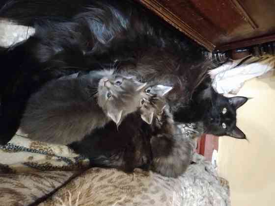 Котята мейн-кун Макеевка