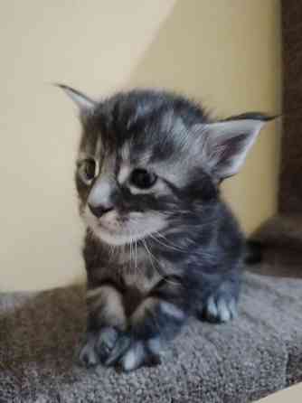 Котята мейн-кун Макеевка