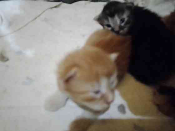 Котята мейн-кун Макеевка