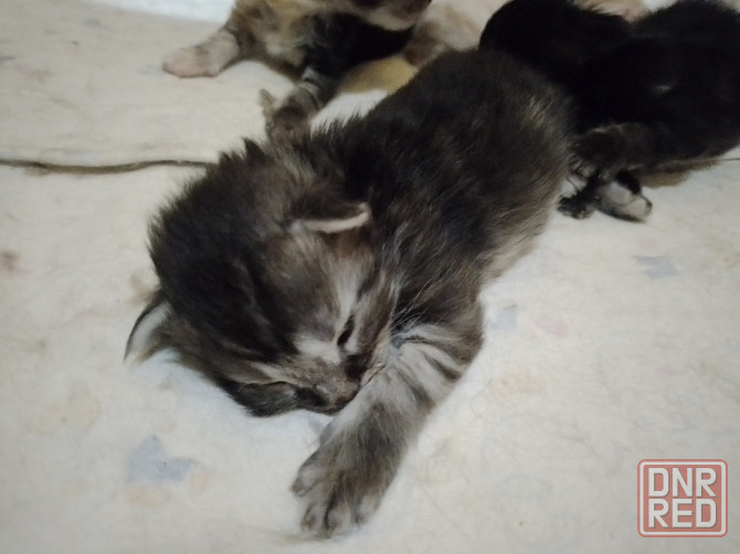 Котята мейн-кун Макеевка - изображение 6