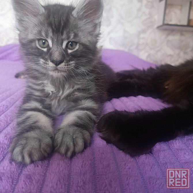 Котята мейн-кун Макеевка - изображение 6
