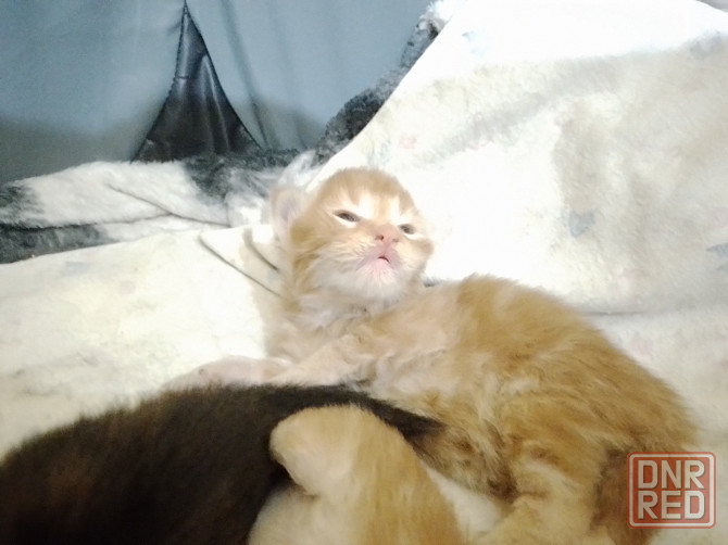Котята мейн-кун Макеевка - изображение 3