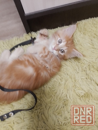 Котята мейн-кун Макеевка - изображение 9