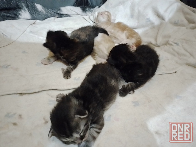 Котята мейн-кун Макеевка - изображение 1