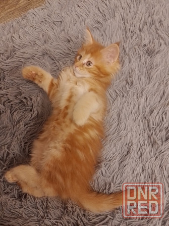 Котята мейн-кун Макеевка - изображение 4