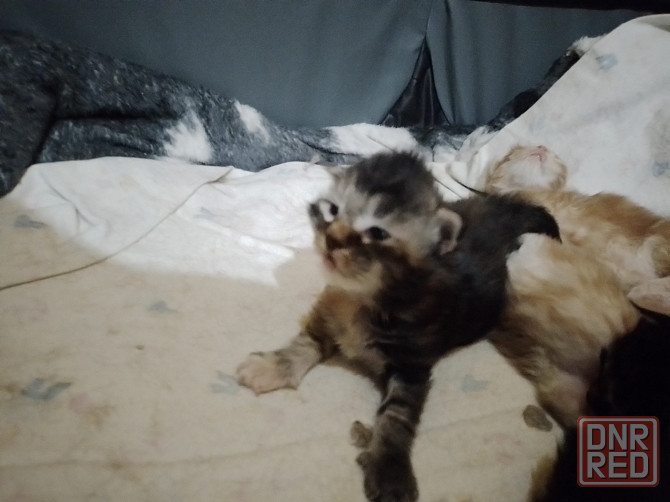 Котята мейн-кун Макеевка - изображение 7