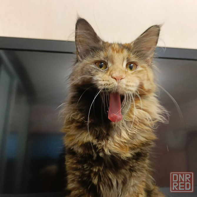 Котята мейн-кун Макеевка - изображение 8