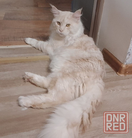 Котята мейн-кун Макеевка - изображение 4