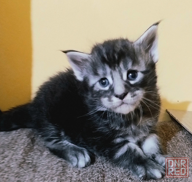 Котята мейн-кун Макеевка - изображение 6