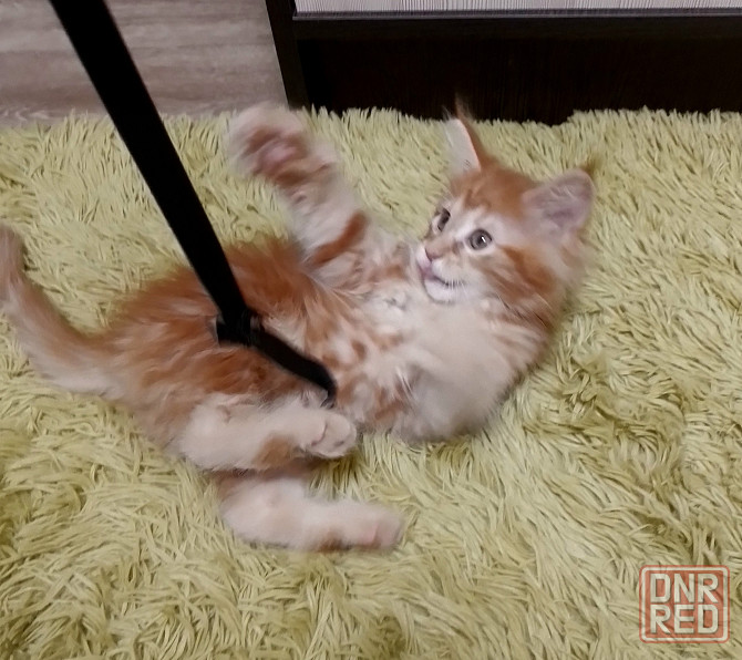 Котята мейн-кун Макеевка - изображение 8