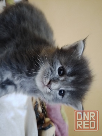 Котята мейн-кун Макеевка - изображение 5