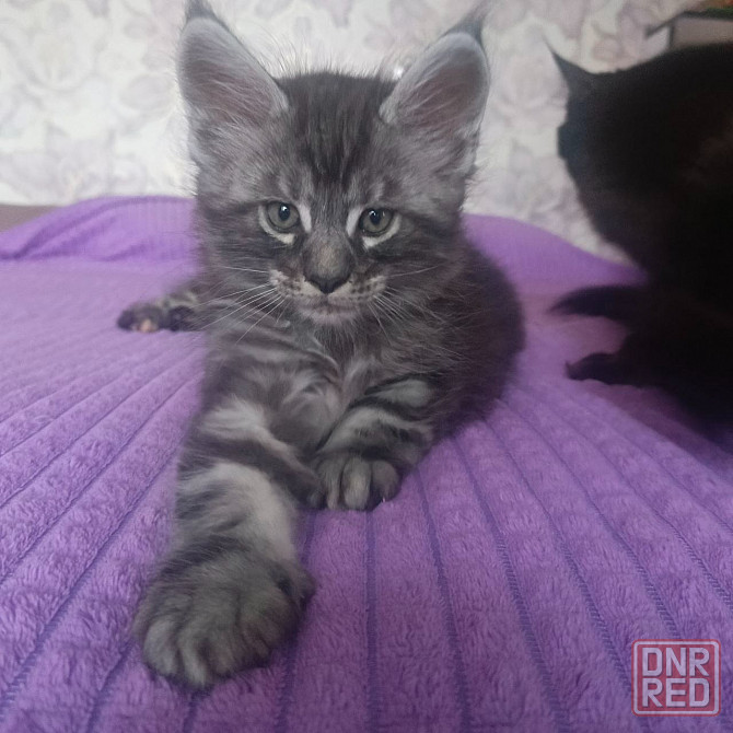 Котята мейн-кун Макеевка - изображение 7
