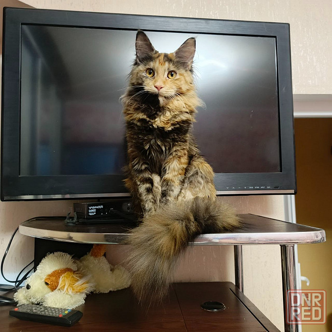 Котята мейн-кун Макеевка - изображение 2