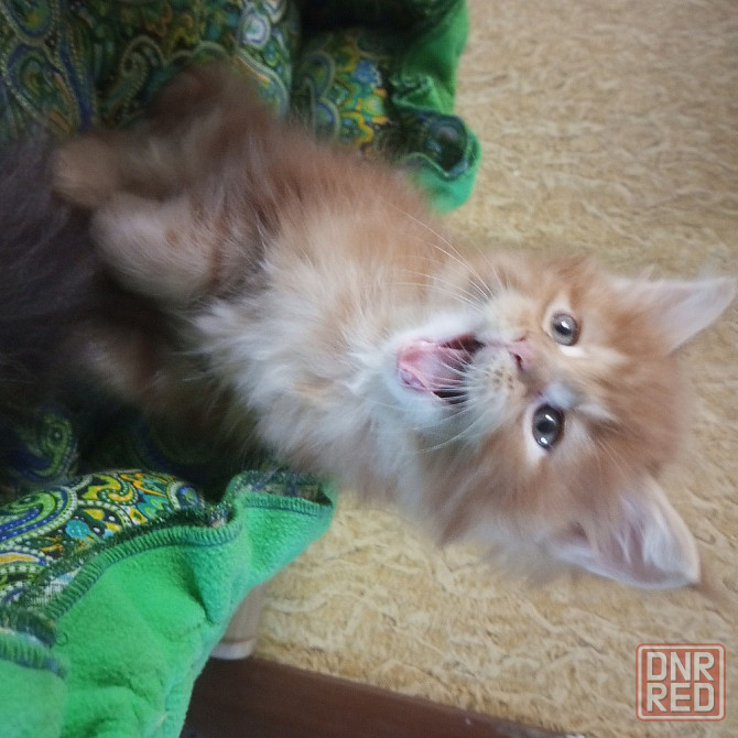 Котята мейн-кун Макеевка - изображение 7