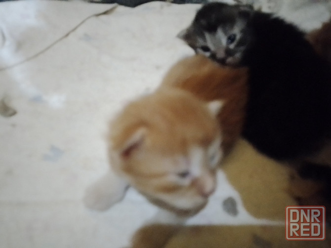 Котята мейн-кун Макеевка - изображение 5