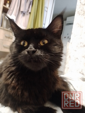 Котята мейн-кун Макеевка - изображение 5