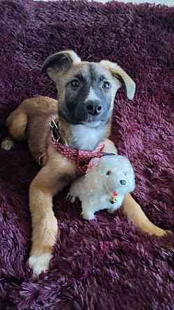 Отдам щенка. Донецк