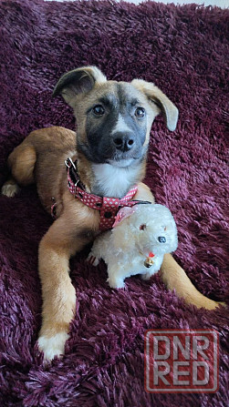 Отдам щенка. Донецк - изображение 1