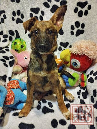 Отдам щенка. Донецк - изображение 3