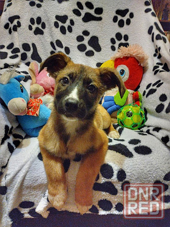 Отдам щенка. Донецк - изображение 4