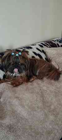 Щенки Ши-тцу Донецк